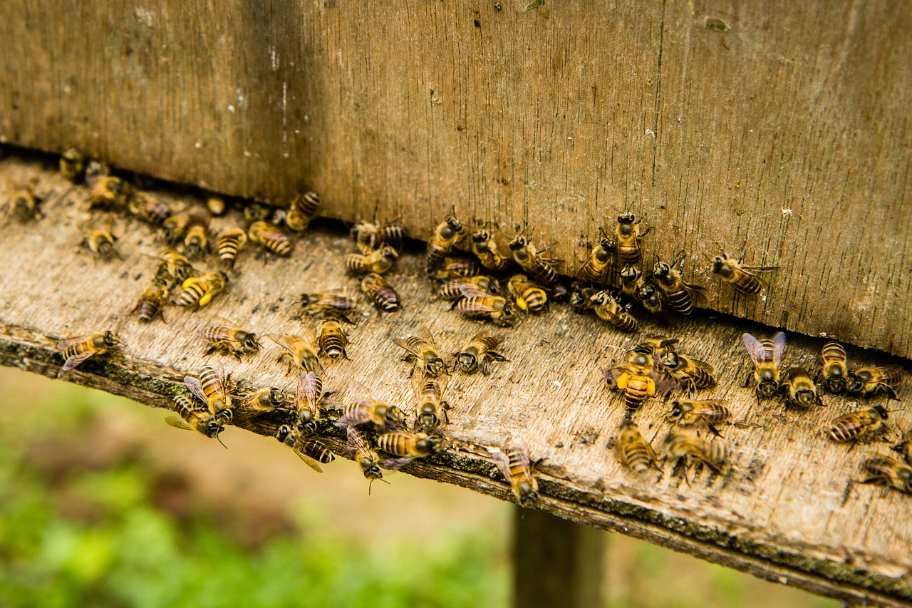 bees-139606_1280