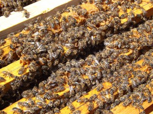 bees-486870_1280