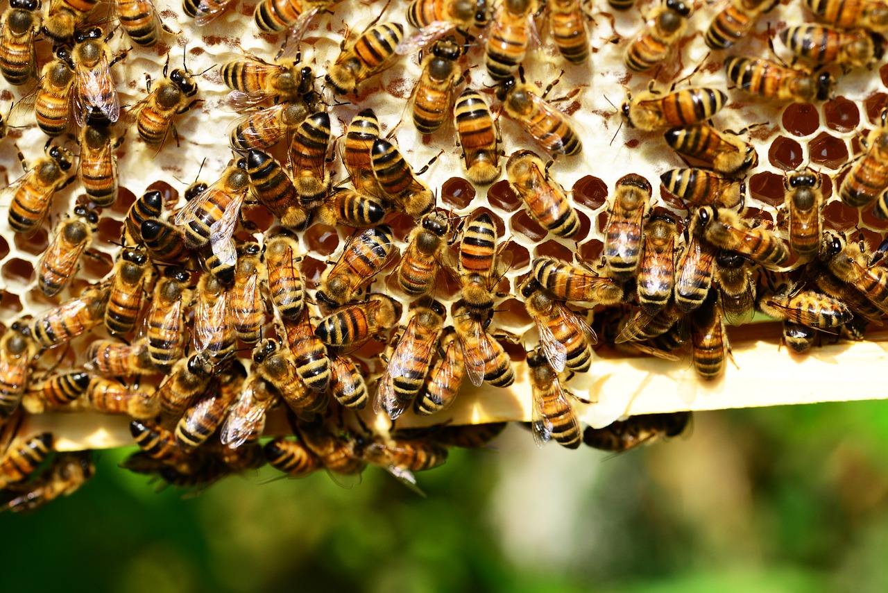 honey-bees-401238_1280