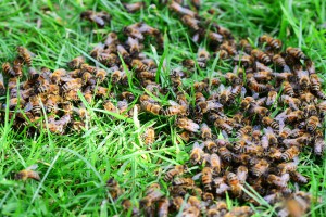 honey-bees-413018_1920