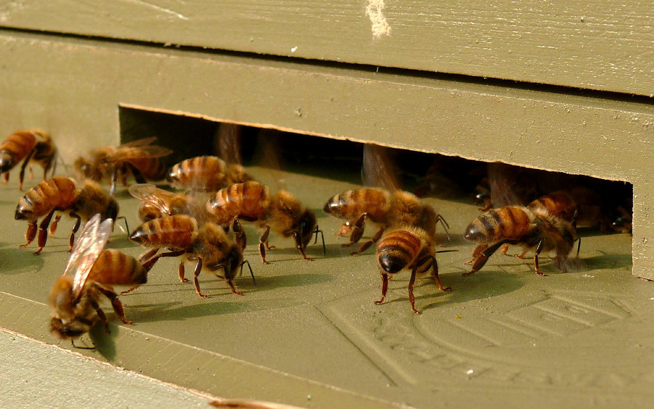 honeybees-610718_1280
